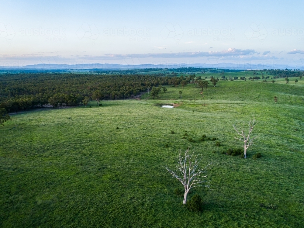 Last light of sunset and dusk in sky over dead tree in green farm paddock landscape - Australian Stock Image