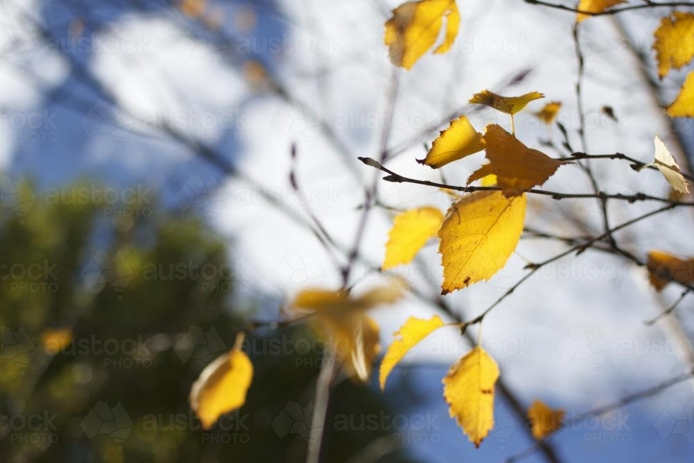 Last of the yellow autumn leaves hanging off twigs - Australian Stock Image