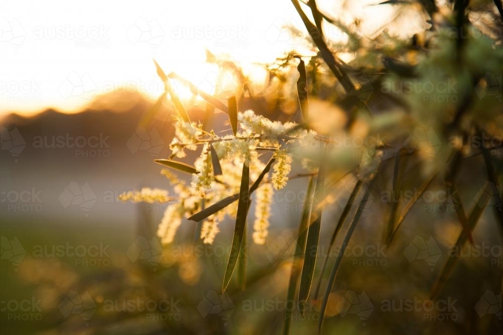 Last rays of golden sunlight shining through wattle flowers on a bush - Australian Stock Image