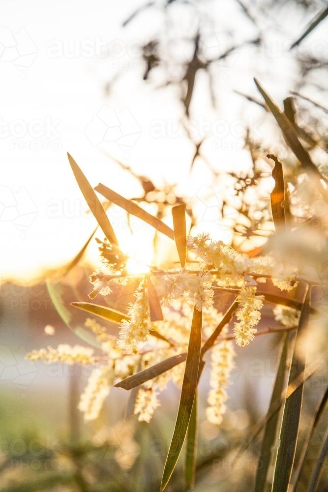 Last rays of golden sunlight shining through wattle flowers on a bush - Australian Stock Image