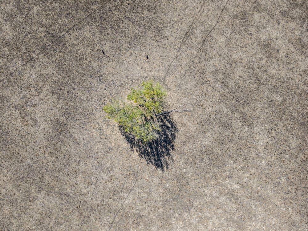 Last tree in drought hit farm - Australian Stock Image