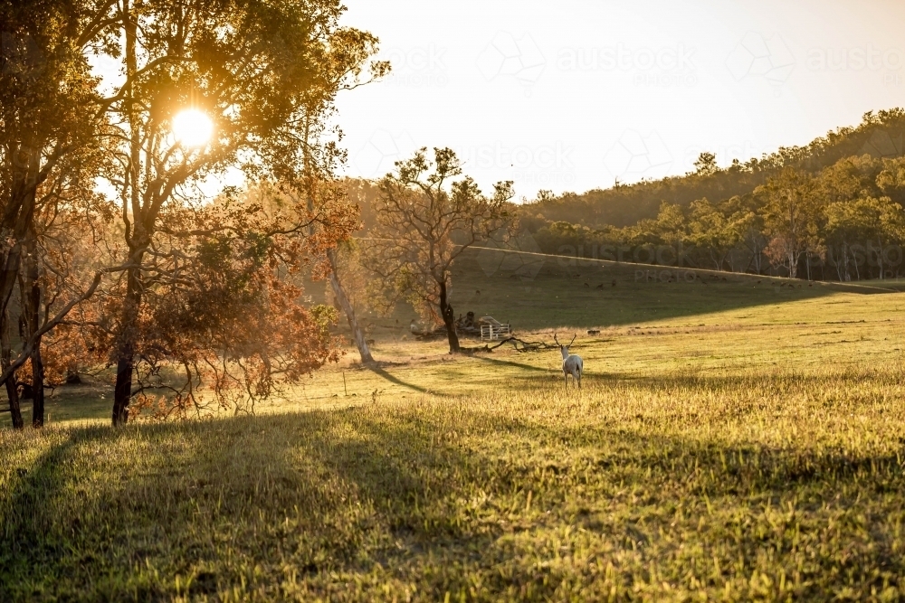 Late afternoon farm paddock with wild deer - Australian Stock Image