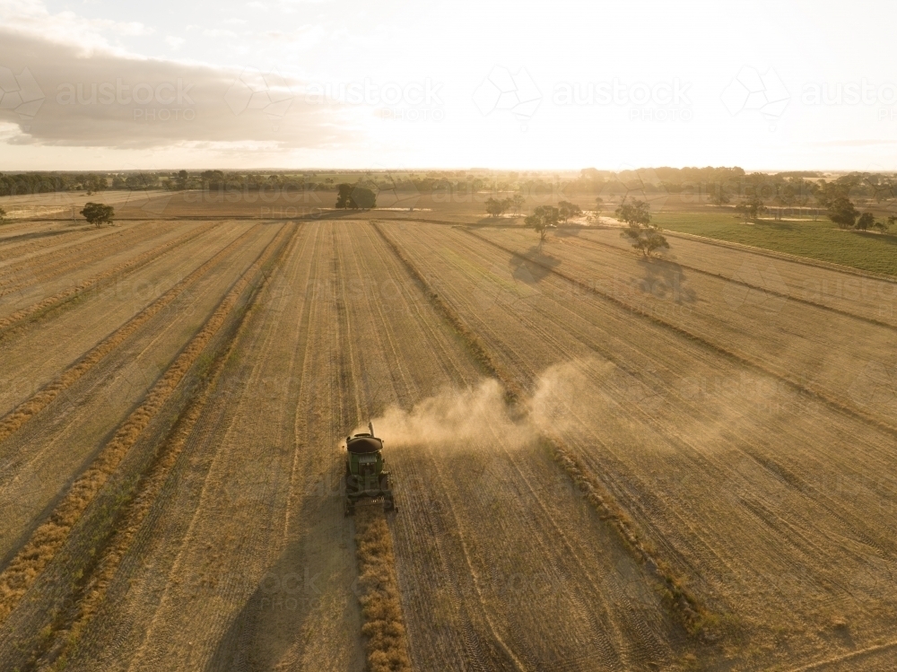 Late afternoon harvesting Canola - Australian Stock Image