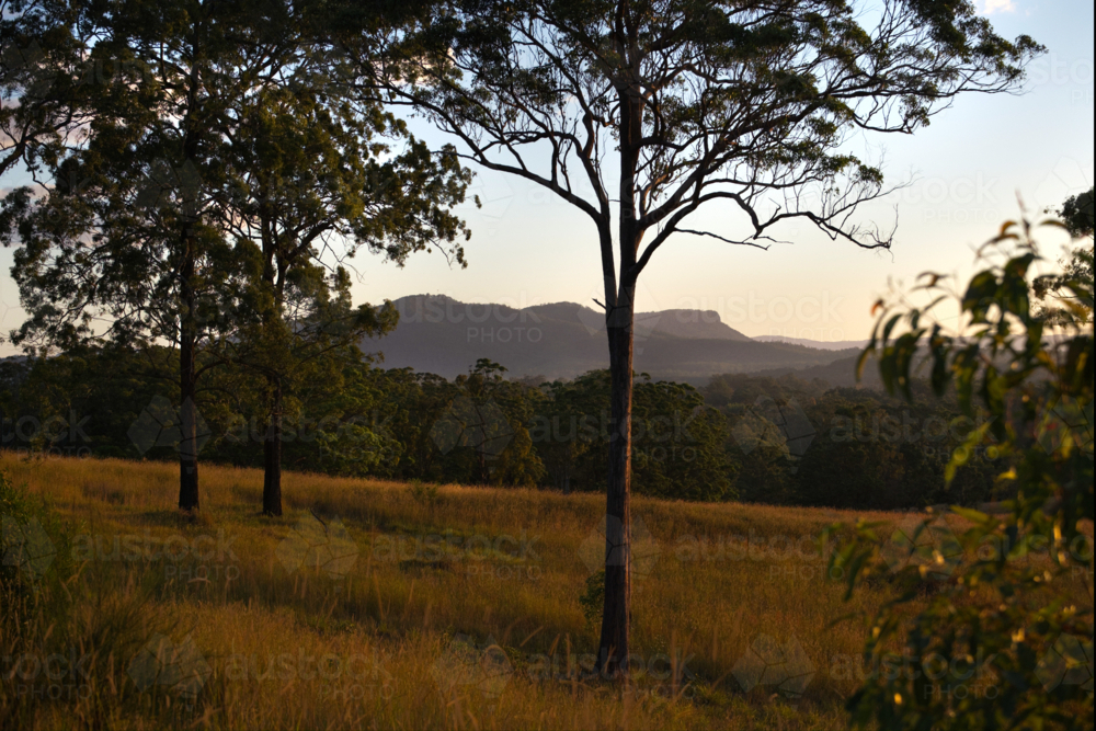 Late afternoon light with mountains, gumtrees and paddock - Australian Stock Image