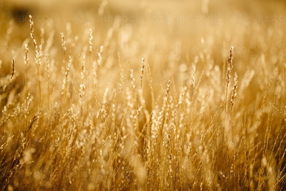 Late afternoon sunlight on pasture grass - Australian Stock Image