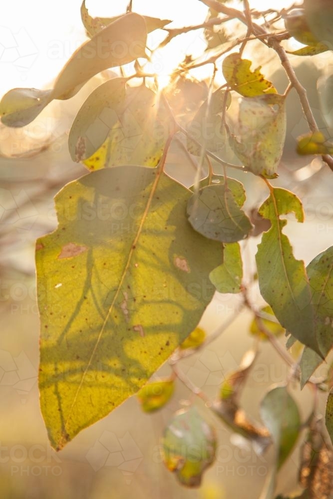 Late afternoon sunlight shining through gum tree leaves - Australian Stock Image
