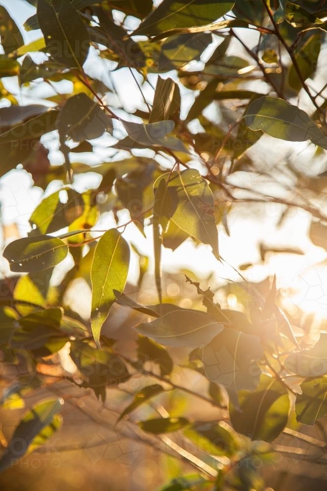 Late afternoon sunlight shining through gum tree leaves - Australian Stock Image
