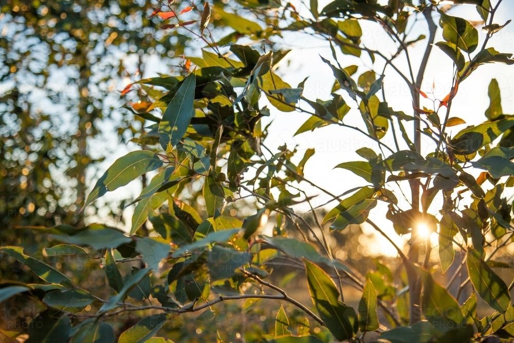 Late afternoon sunlight shining through gum tree leaves - Australian Stock Image