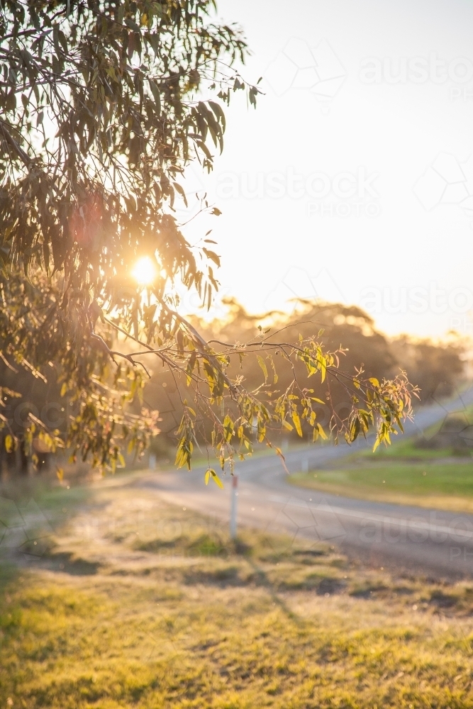 Late afternoon sunlight shining through gum tree leaves beside road - Australian Stock Image