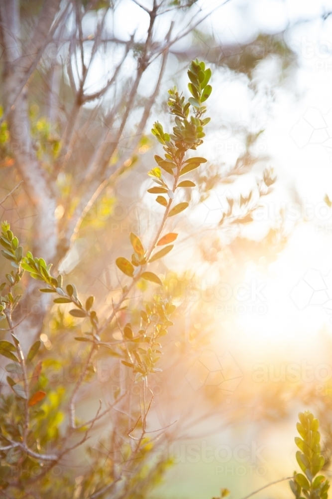 Late afternoon sunlight shining through leaves - Australian Stock Image