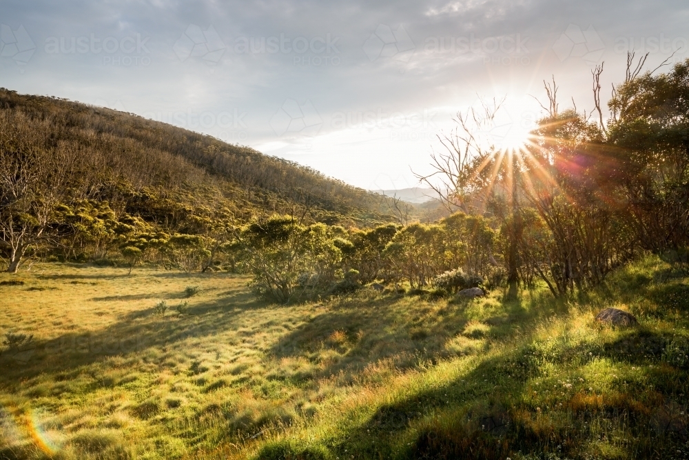Late afternoon sunshine through trees at Dead Horse Gap - Australian Stock Image