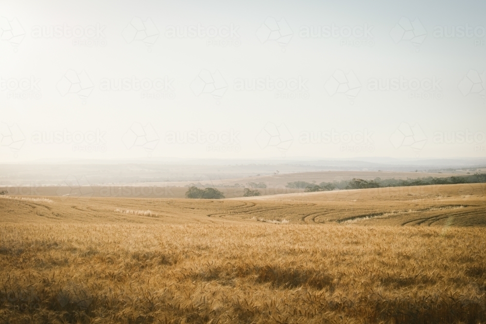 Late afternoon wheat crop landscape in the Avon Valley in Western Australia - Australian Stock Image