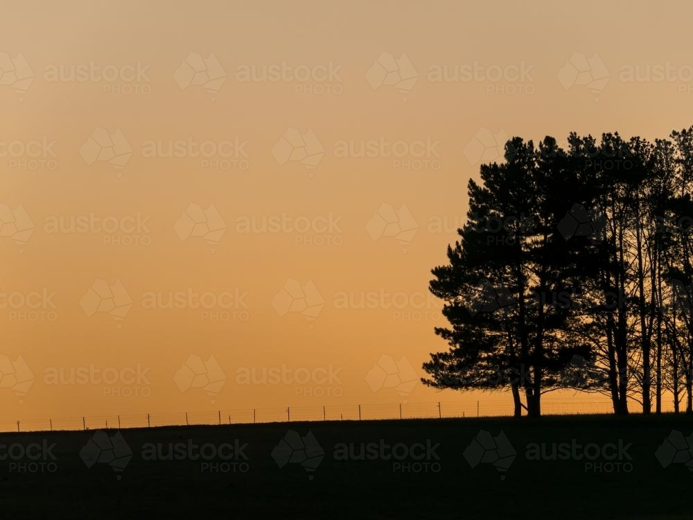 Late evening orange sky with silhouetted fence and pine trees - Australian Stock Image
