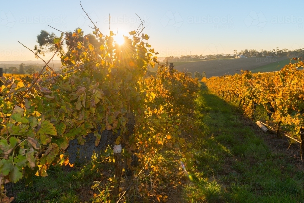 late summer/early autumn with some pinot grapes still on the vine - Australian Stock Image