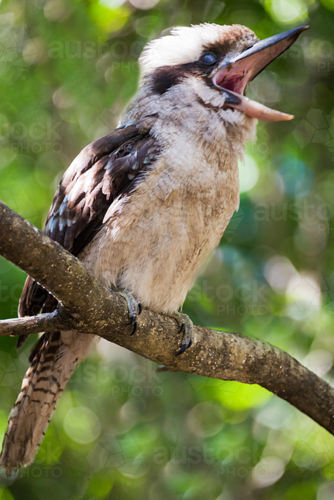 Laughing Kookaburra - Australian Stock Image