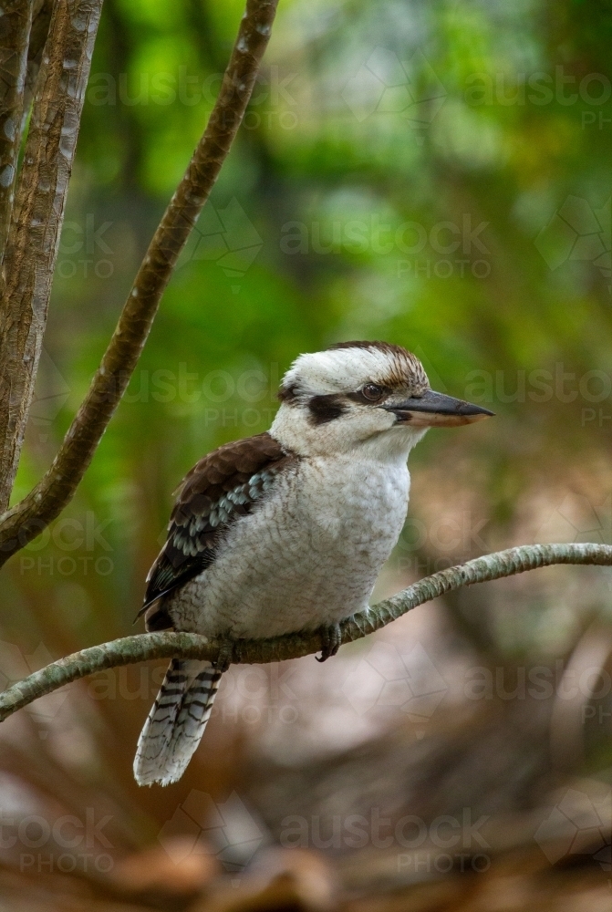 Laughing kookaburra bird sitting on branch of a garden tree. - Australian Stock Image