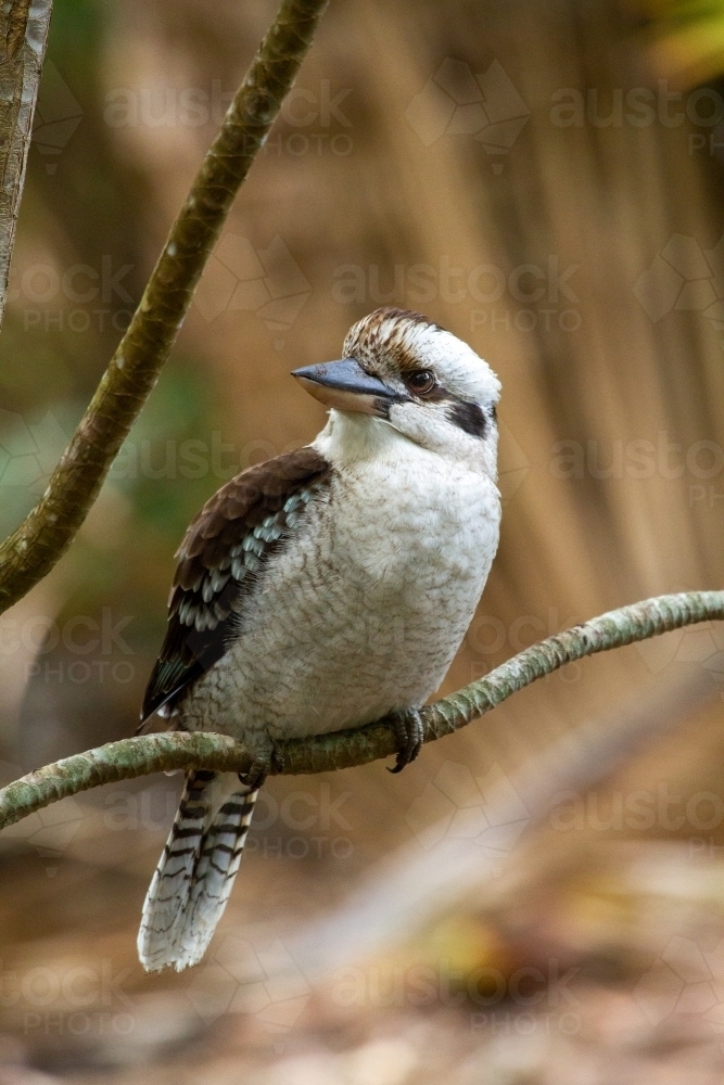 Laughing kookaburra bird sitting on branch of a garden tree. - Australian Stock Image