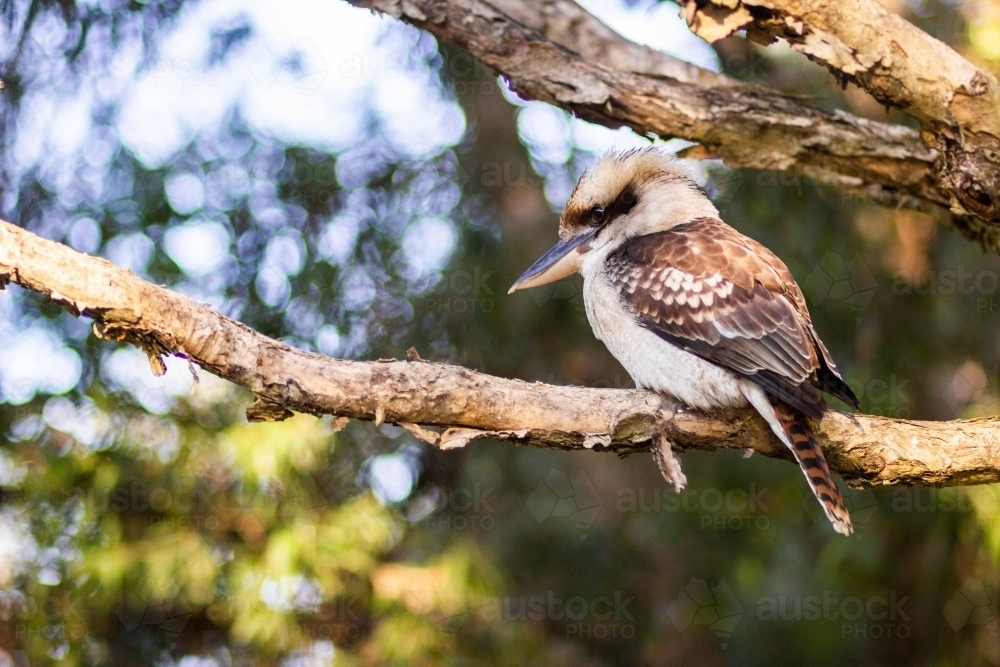 Laughing kookaburra bird sitting on branch of paperbark tree - Australian Stock Image