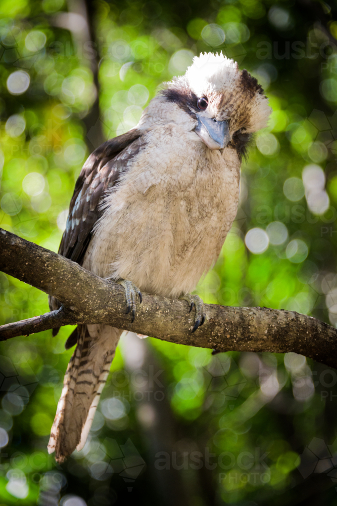 image-of-laughing-kookaburra-perched-on-branches-in-dappled-forest