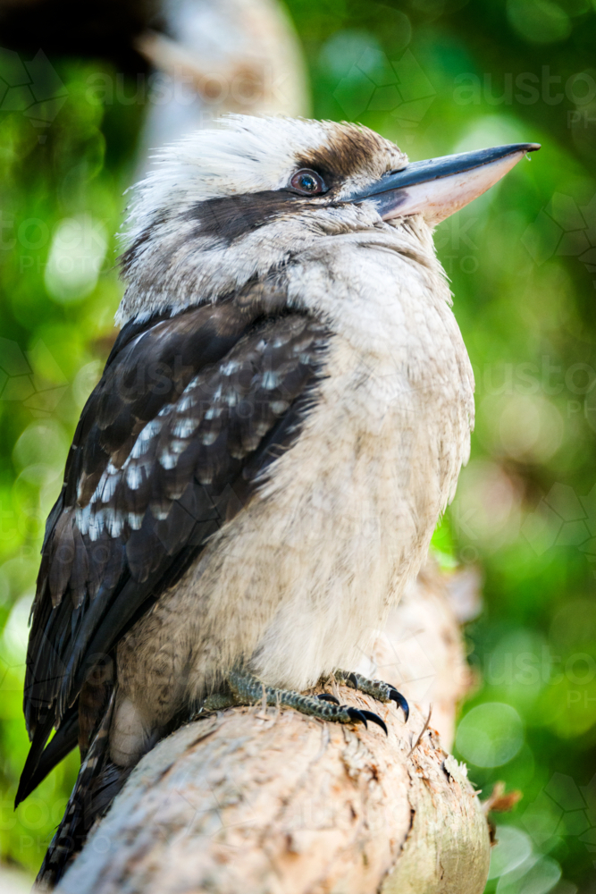 image-of-laughing-kookaburra-perched-on-branches-in-dappled-forest