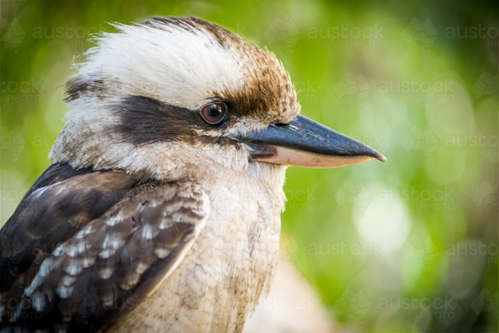Laughing kookaburra perched on branches in dappled forest light - Australian Stock Image