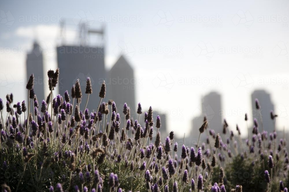 Lavender at Kings Park with Perth city skyline in distance - Australian Stock Image
