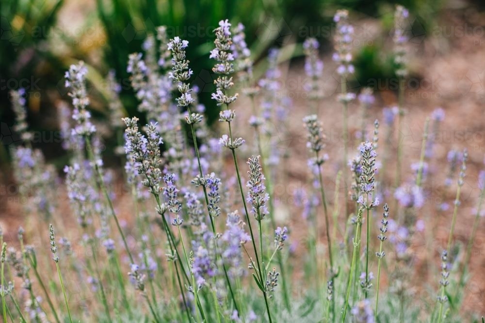 Lavender close up - Australian Stock Image