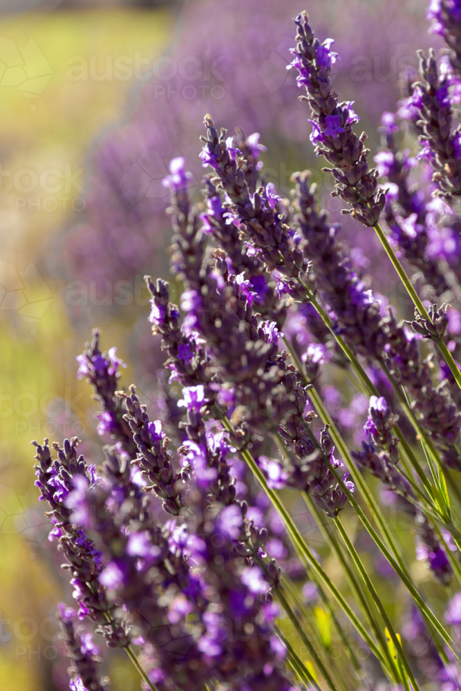 Lavender fields of purple clos eup - Australian Stock Image