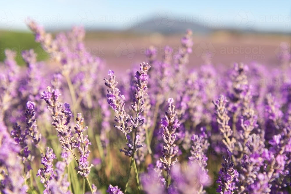 Image of lavender flowers at a lavender farm Austockphoto
