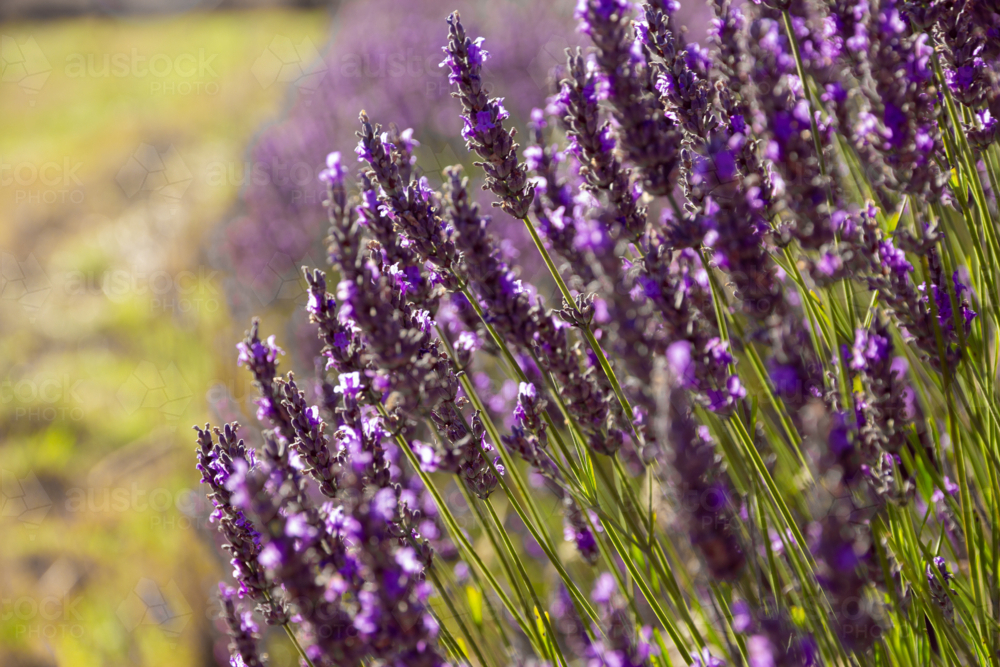 Lavender flowers in a field - Australian Stock Image