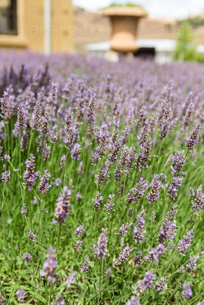 lavender growing in a garden - Australian Stock Image