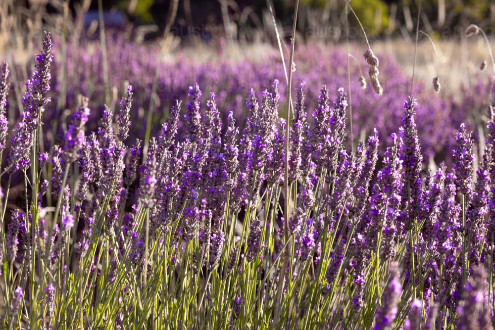Lavender growing in fields - Australian Stock Image