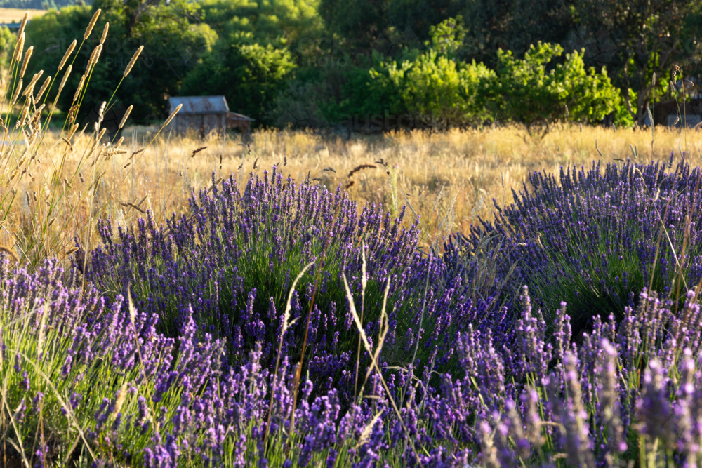 Lavender growing on scenic farmland - Australian Stock Image