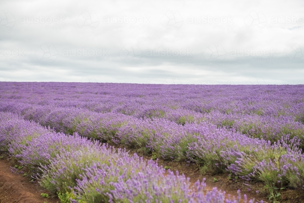 Lavender growing to the horizon - Australian Stock Image