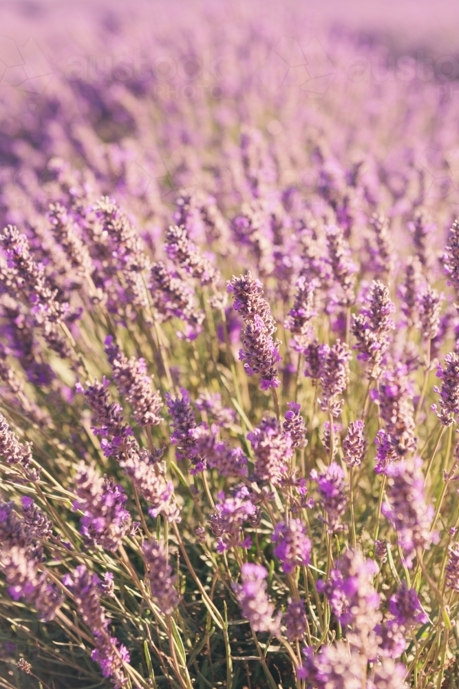 lavender in a pinky purple colour - Australian Stock Image