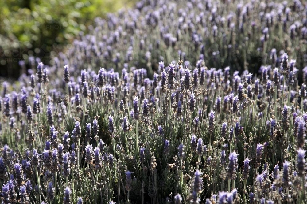 Lavender plants - Australian Stock Image