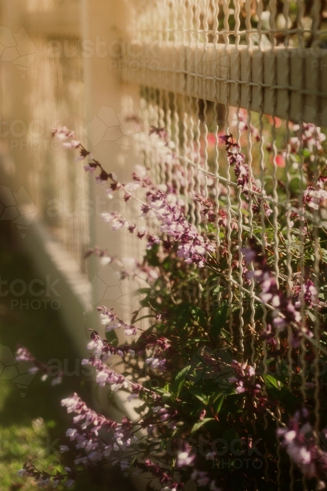 Lavender through fence - Australian Stock Image