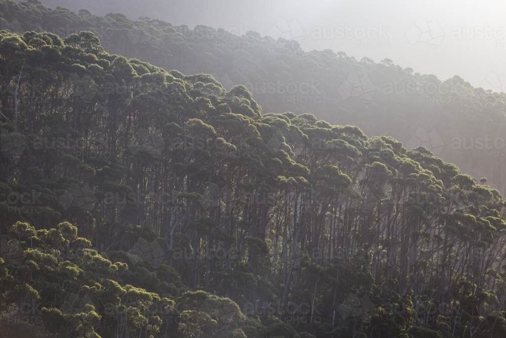 Layers of trees in a haze - Australian Stock Image