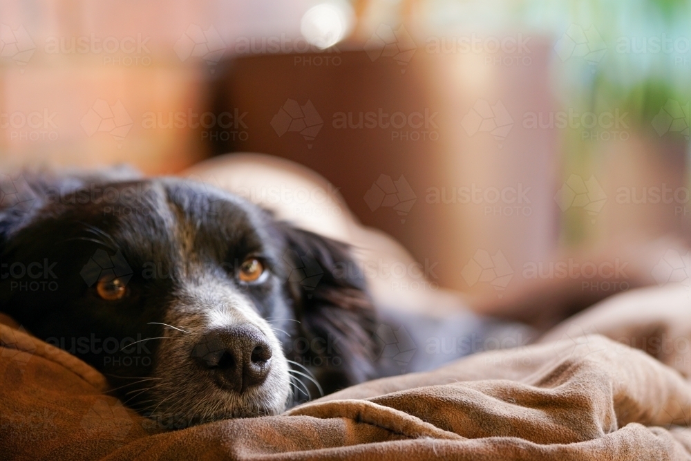 Lazy dog resting inside - Australian Stock Image