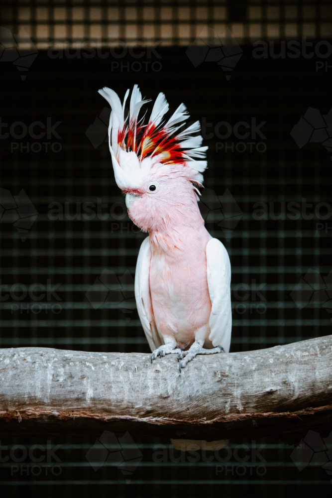 Leadbeater's cockatoo perched on a branch of a tree in an enclosure : Austockphoto Leadbeater's cockatoo perched on a branch of a tree in an enclosure - Australian Stock Image