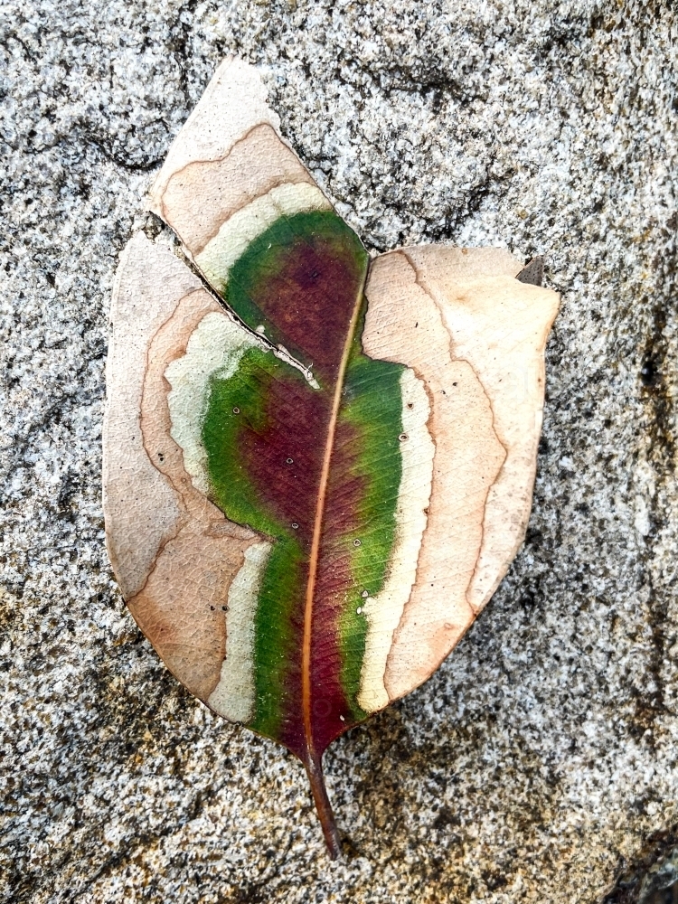 Image of Leaf flat laid on granite rock displaying different colours ...