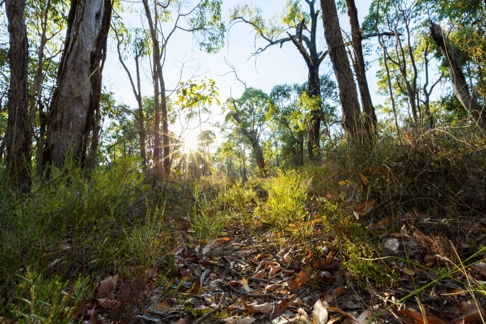 Leaf litter and undergrowth in Australian bush - Australian Stock Image