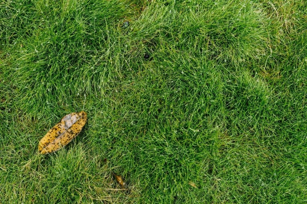leaf on green grass - Australian Stock Image