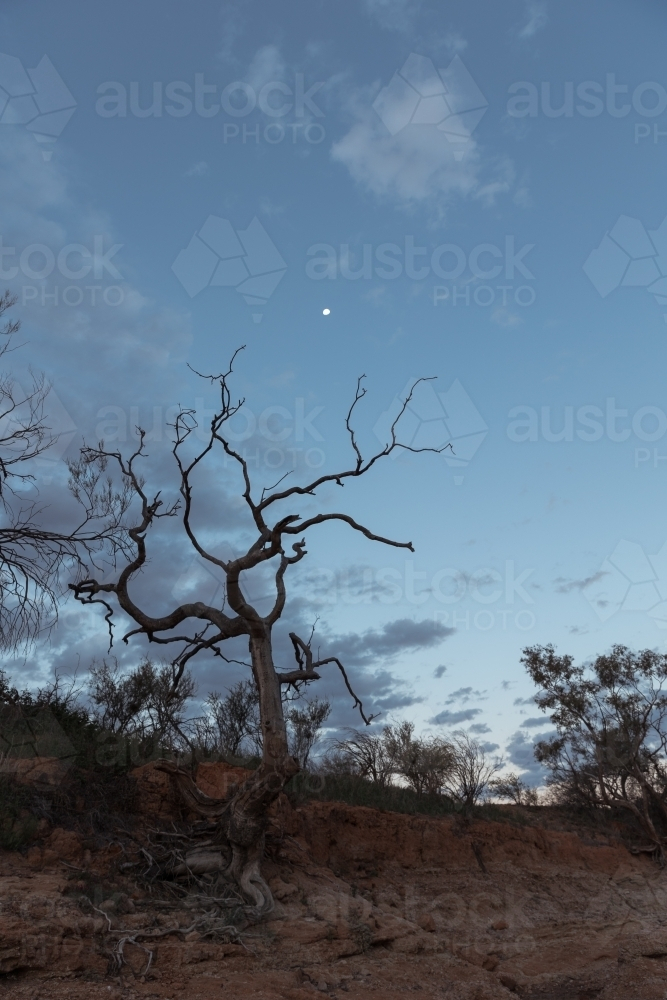 Leafless tree against evening sky - Australian Stock Image