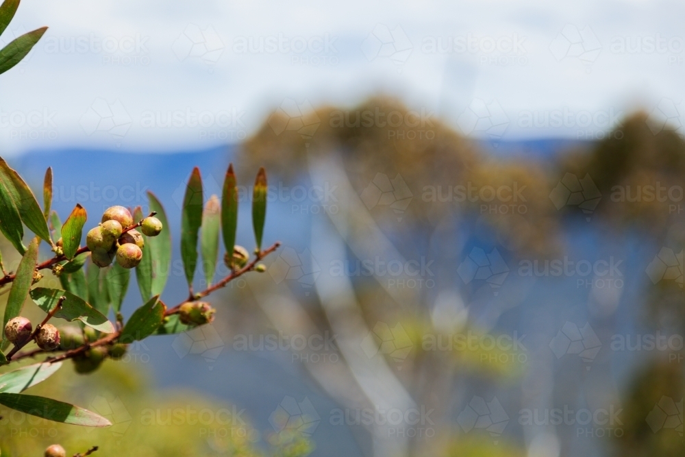 Leafly plant growing in blue mountains with background copy space - Australian Stock Image