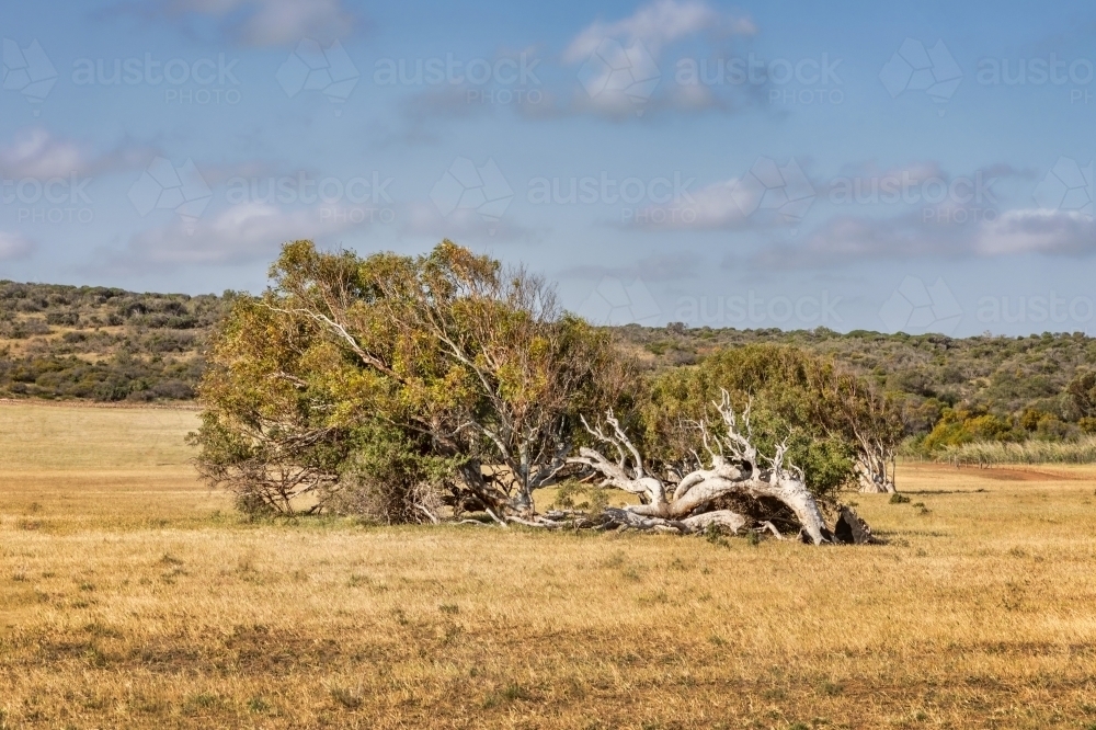 Leaning River Gum trees resulting from constant southerly winds - Australian Stock Image