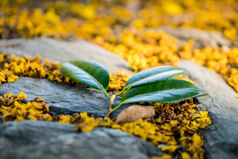 Leaves amongst vibrant yellow flowers on rocks - Australian Stock Image