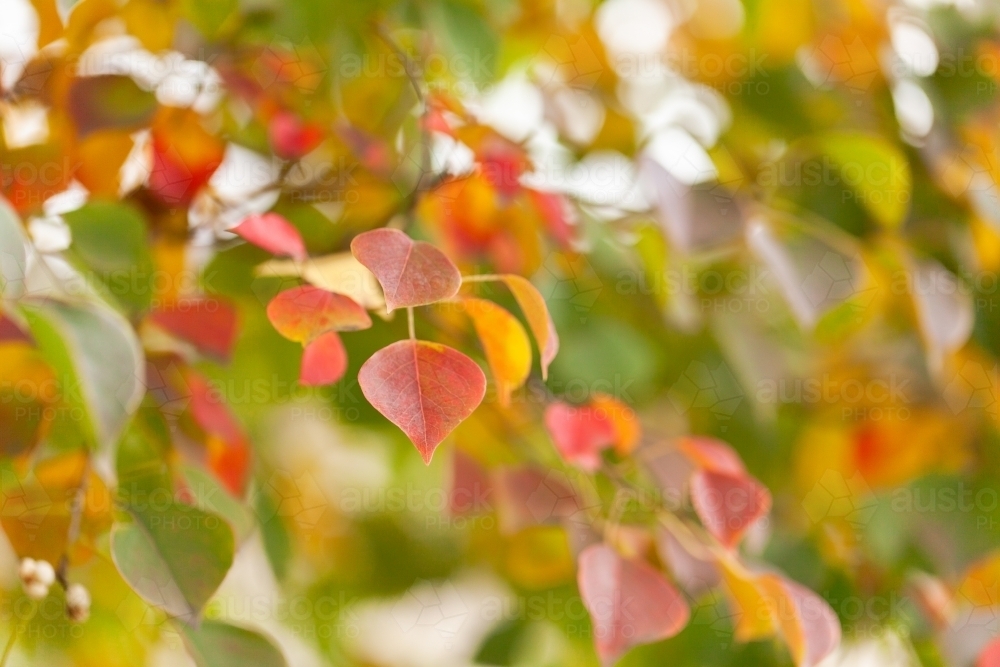 Leaves changing colour with the seasons - Australian Stock Image