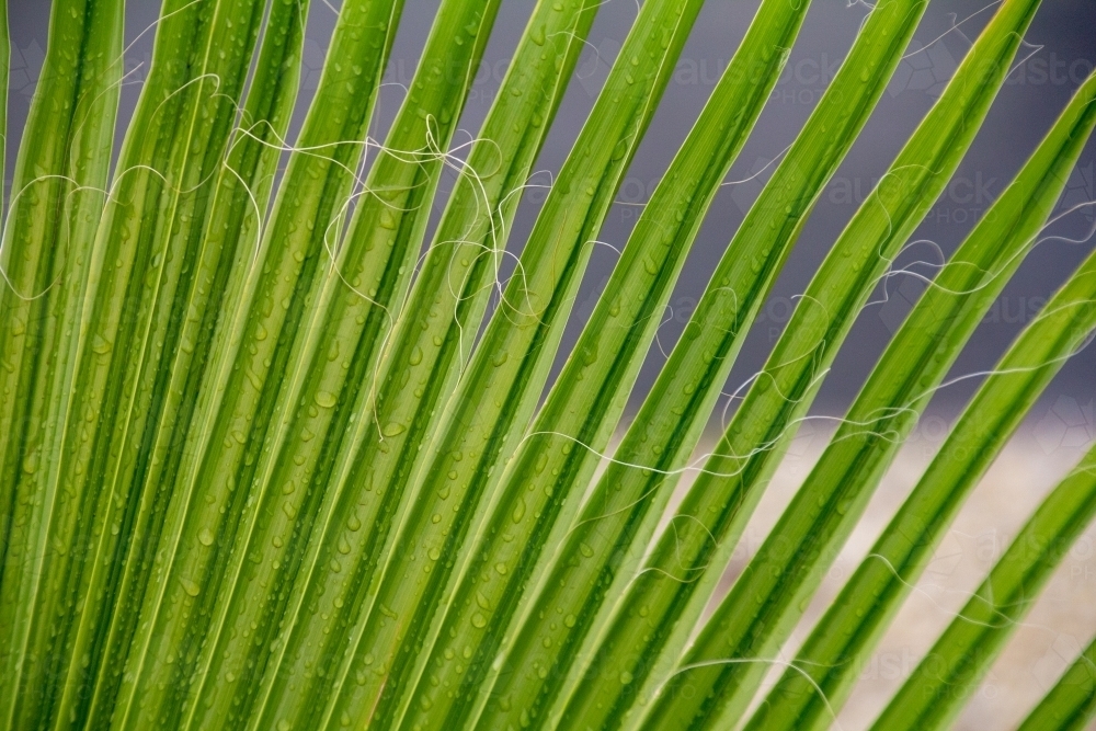leaves of fan palm - Australian Stock Image
