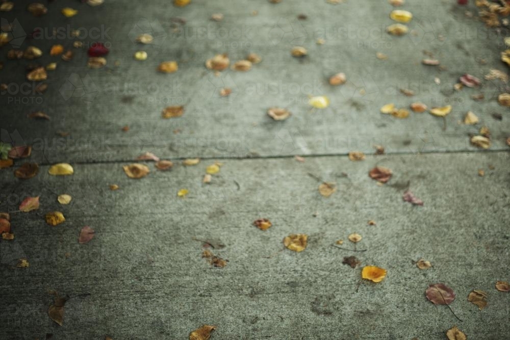 Leaves on Footpath - Australian Stock Image